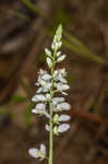 Whorled milkwort